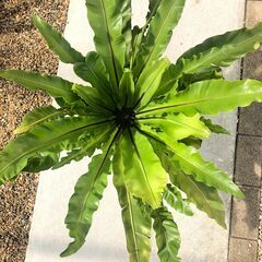 オオタニワタリ(観葉植物)①