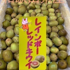 【在庫切れ】レインボーレッドキウイ☆小玉サイズ☆正味1.2kg《未完熟品》の画像