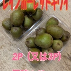 【在庫切れ】レインボーレッドキウイ☆小玉サイズ☆正味1.2kg《...