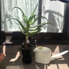アロエ　植木鉢　観葉植物　