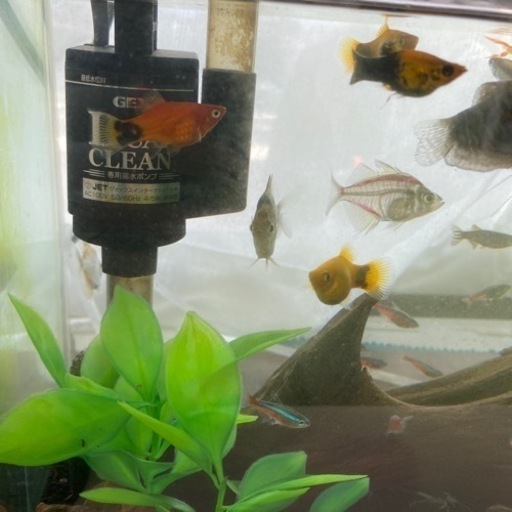 淡水魚と水槽、写真全てセット
