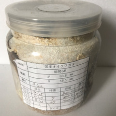国産　オオクワガタ　能勢SR 幼虫　27g