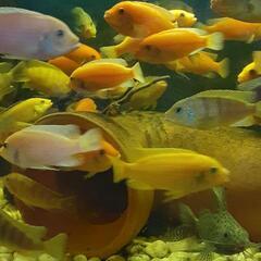 💮決まりました‼️アフリカンシクリッド🉐成魚《五匹￥1000》飼...
