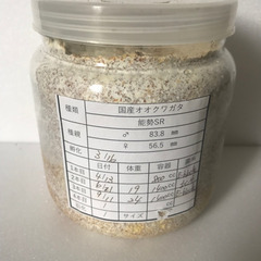 国産　オオクワガタ　能勢SR 24g