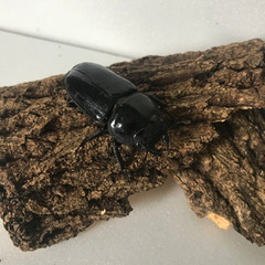 国産　オオクワガタ　能勢YG メス