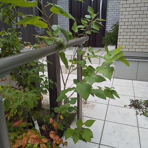 マルベリーの木