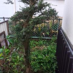 ツゲの植木 !の画像