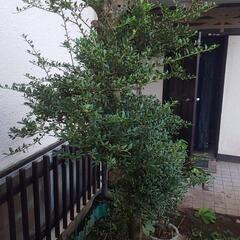 ツゲの植木 !の画像