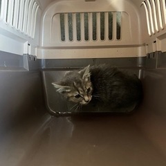 子猫、多分4ヶ月くらいの里親募集