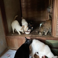 殺処分寸前です！