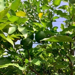 無農薬　青柚子10個の画像