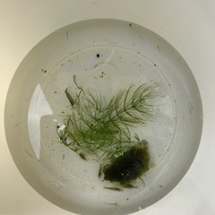 ミナミヌマエビ　水草付き