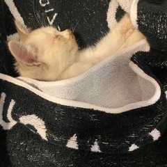 1か月の女の子の子猫ちゃん　10月まで