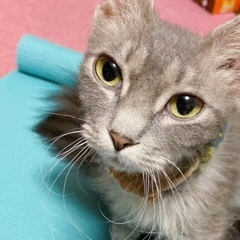 急募　里親さん探しています