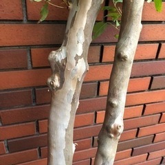 差し上げます。庭木　おそらくヒメシャラ　株立の画像
