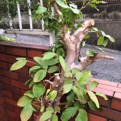 差し上げます。庭木　おそらくヒメシャラ　株立の画像