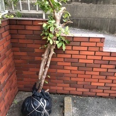 差し上げます。庭木　おそらくヒメシャラ　株立