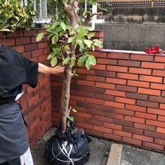 差し上げます。庭木　おそらくヒメシャラ　株立の画像