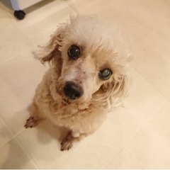 人が大好き甘えん坊のトイプードルのみかんちゃん - 里親募集