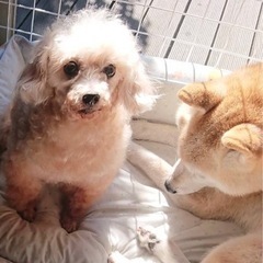 人が大好き甘えん坊のトイプードルのみかんちゃん - 安曇野市