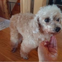 人が大好き甘えん坊のトイプードルのみかんちゃん - 犬
