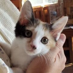 #三毛猫ミッケ