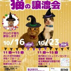 10月16日 日曜日！猫の譲渡会！