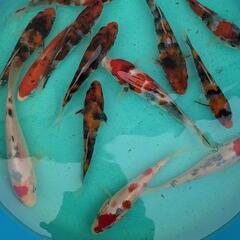 錦鯉　紅白　昭和10cm～15cm程