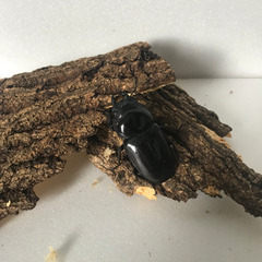 オオクワガタ　能勢YG メス