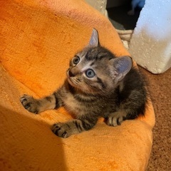 生まれて1ヶ月すくすく5ニャンズ