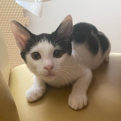 たぶん生後5ヶ月ぐらい メス猫ちゃん