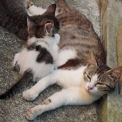 2匹譲渡先決定。生後3ヶ月半 可愛い6匹兄弟の子猫、親猫 