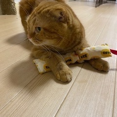 成猫もらってください