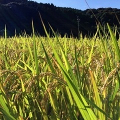 ✨岩戸・高原米✨新米 ヒノヒカリ 5キロ 棚田米 岩戸神社 パワースポットの画像