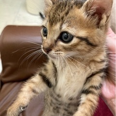 1ヶ月半のキジトラちゃん♫ - 上田市