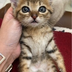 1ヶ月半のキジトラちゃん♫ - 猫