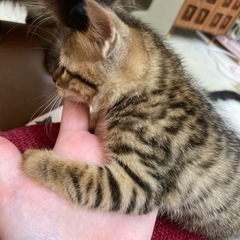 1ヶ月半のキジトラちゃん♫ − 長野県