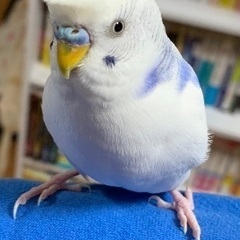 セキセイインコ探しています