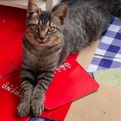 とっても性格の良い兄妹猫です。幸せになりますように