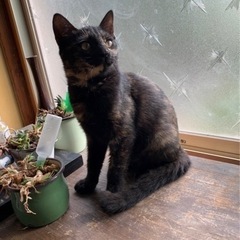 兄妹猫の里親さんを探しています