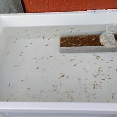 ミックスメダカ 10匹の画像