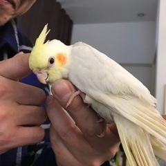 オカメインコ譲ります