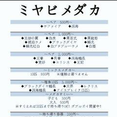 めだか各種激安販売！！