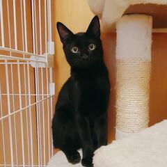 ★毛艶ツヤツヤ可愛い黒猫ちゃん💕生後5ヵ月位男の子
