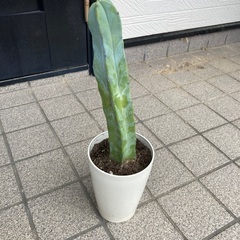 ハシラサボテン