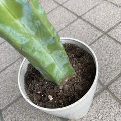 ハシラサボテンの画像