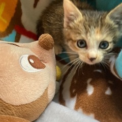 保護子猫美顔女の子里親募集！「届出済み」（飼い主不在を確認済み）」