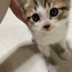 ◾︎里親募集◾︎4匹います！
