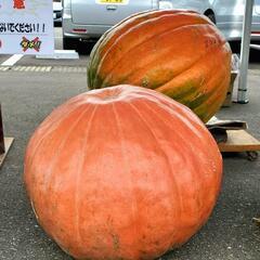 ハロウィン用 ジャンボかぼちゃ
