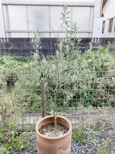 鉢植えオリーブ